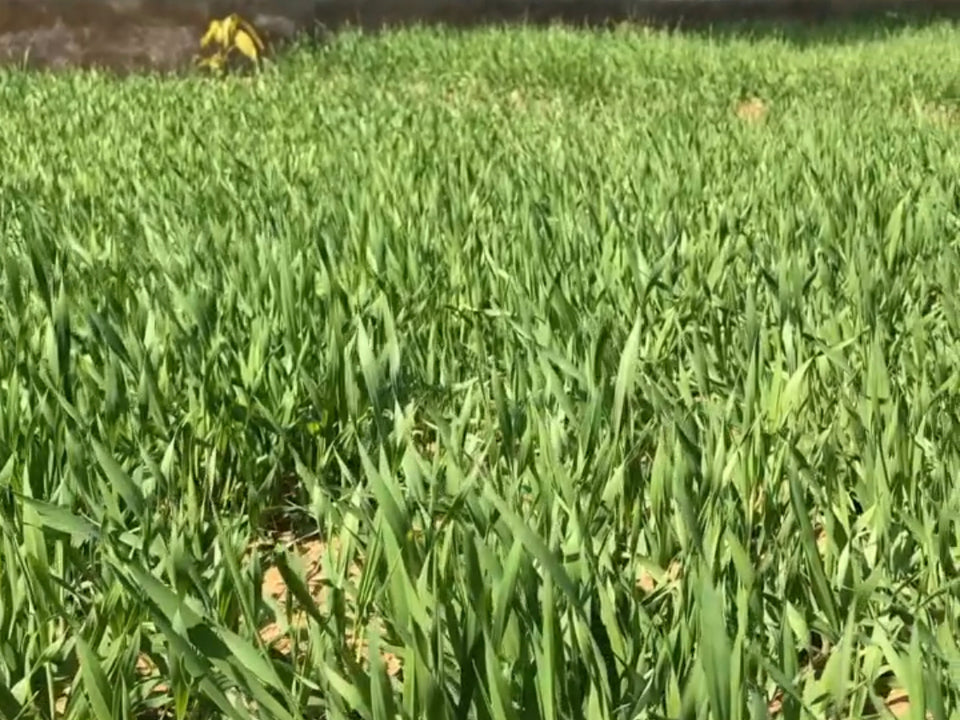 Barley Farm